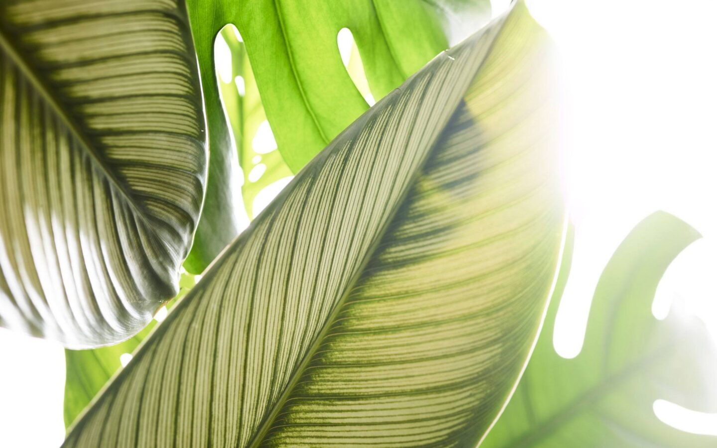 green leaf close-up photography