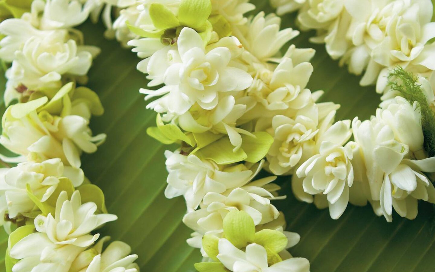 white flowers