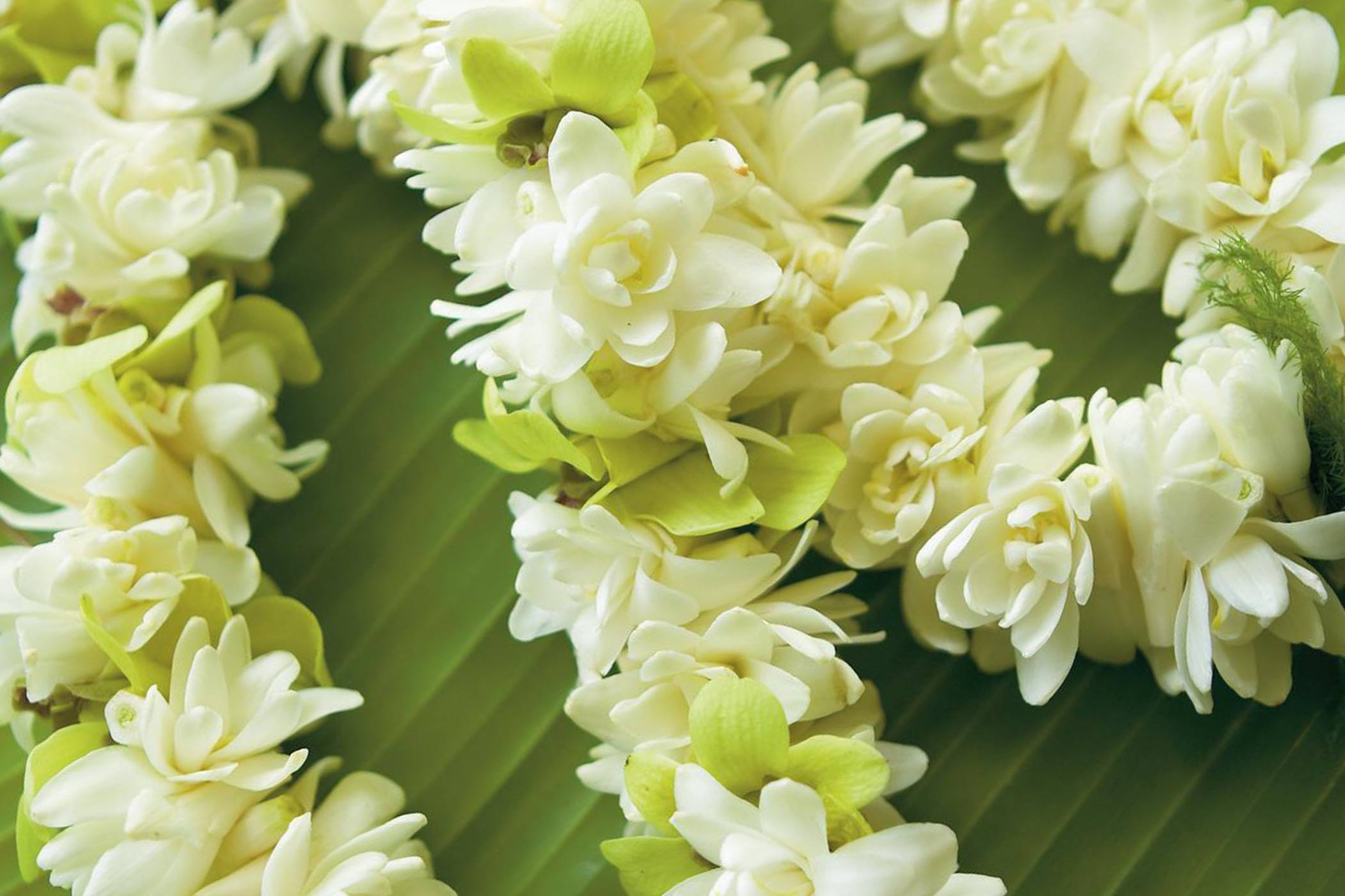 white flowers