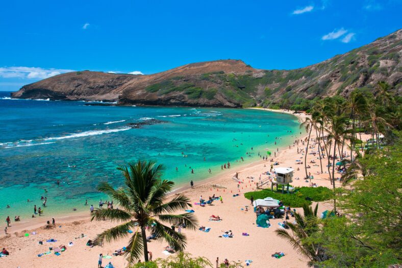 green palm trees and seashore