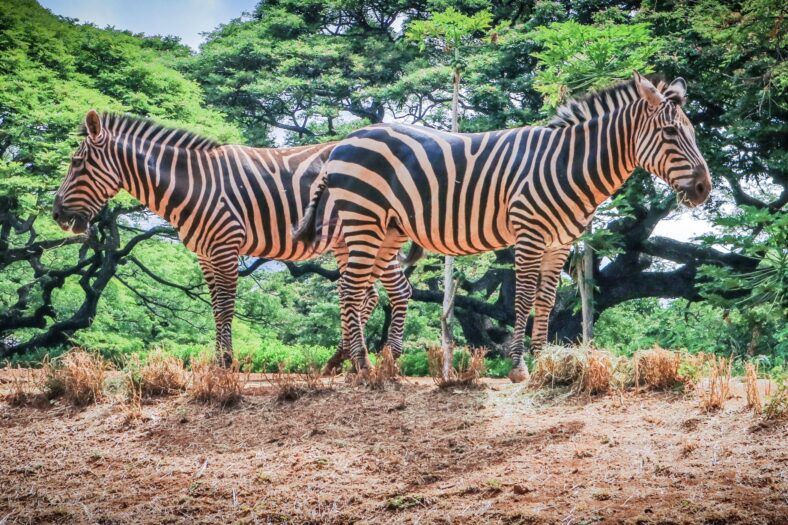 two zebras