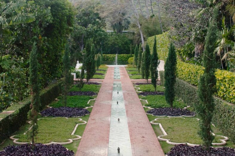 green and white bush plants