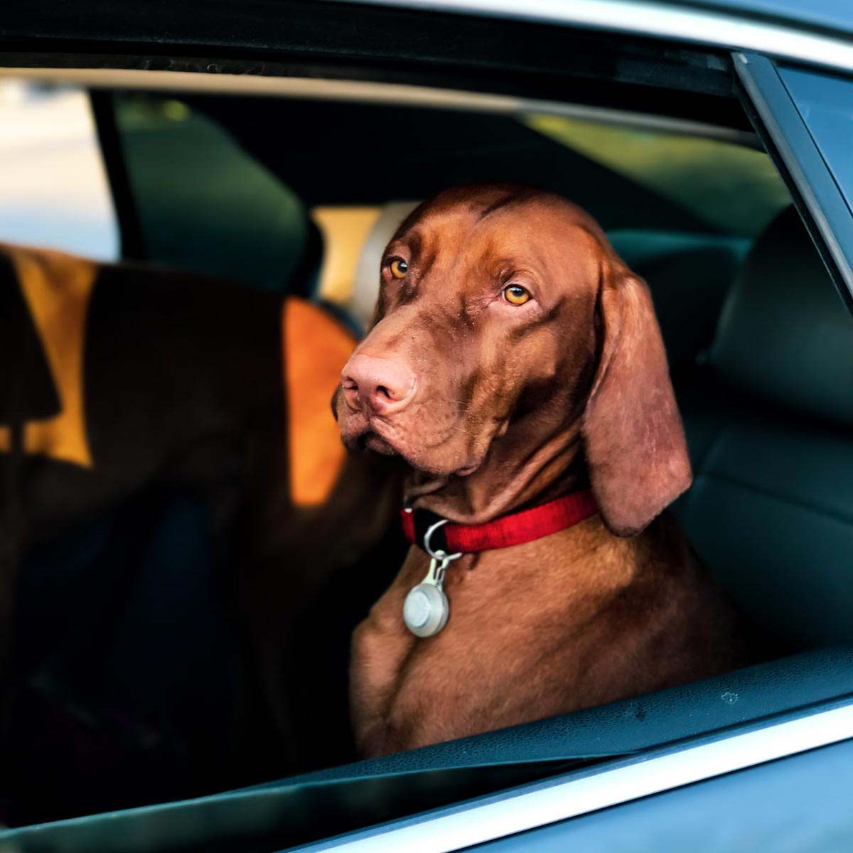 dog sitting in back seat of stylish car