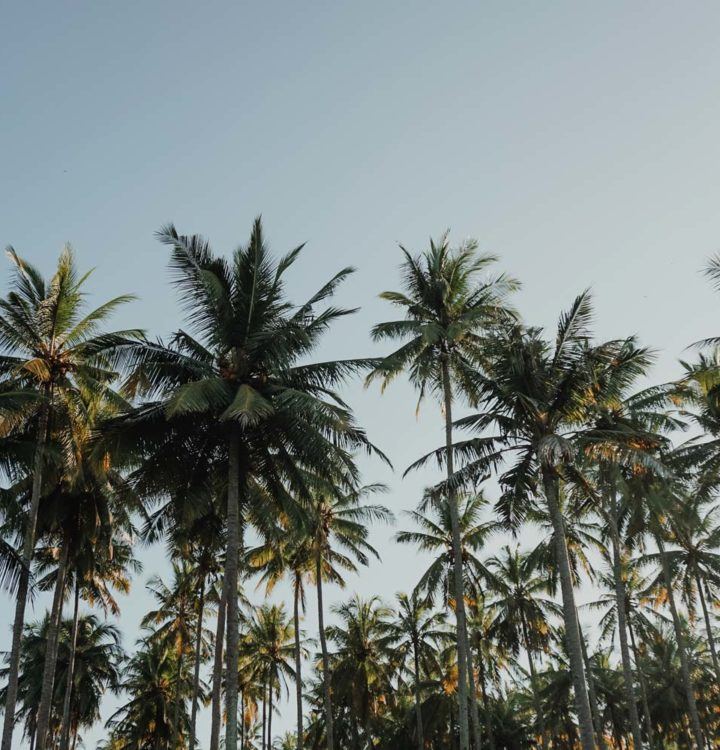 coconut trees