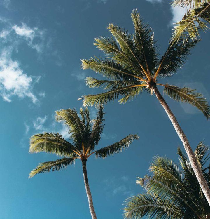 green coconut palm trees