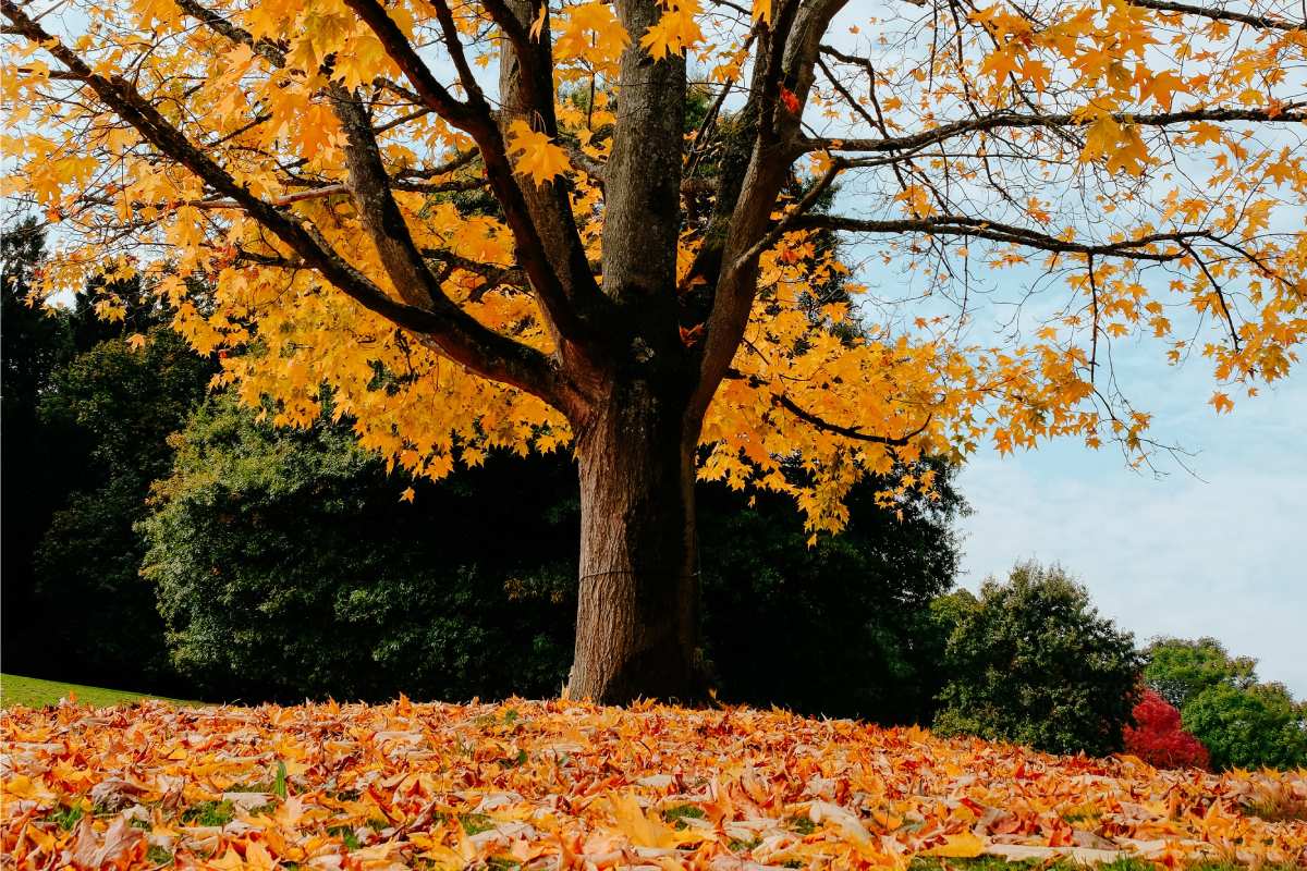 tree in autumn colors with golden leaves carpeting the ground