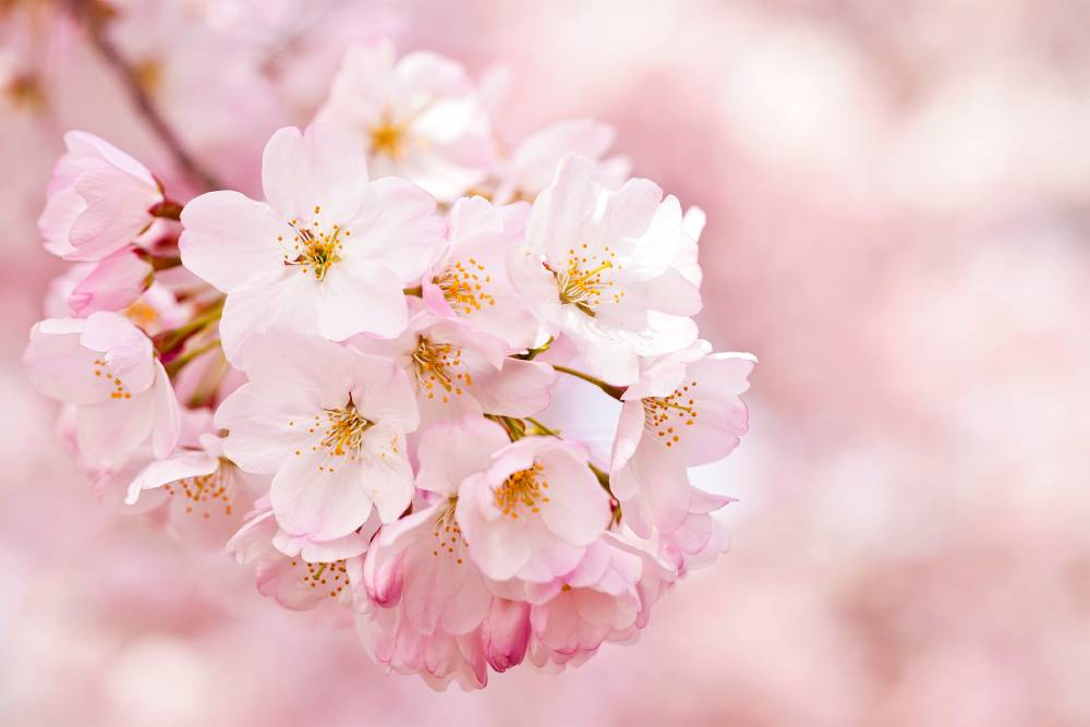 close up of a cluster of cherry blossoms