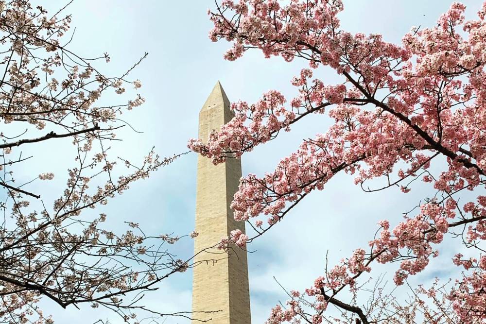the washington monument viewed through blossoming cherry branches