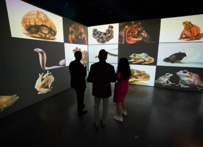 Visitors viewing a multimedia exhibit with large projected images of reptiles and amphibians on gallery walls.