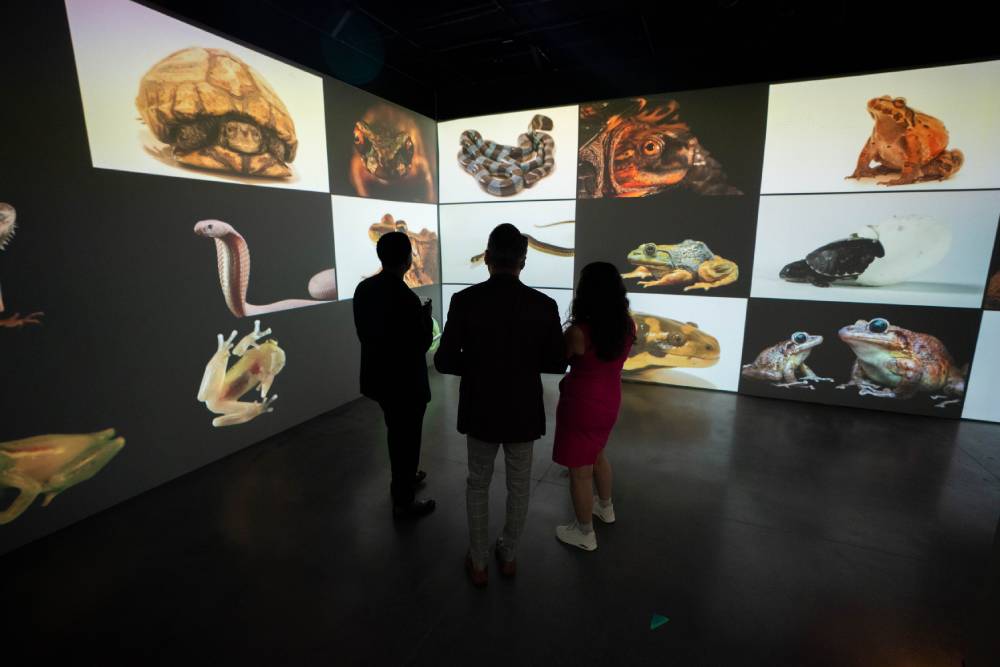Visitors viewing a multimedia exhibit with large projected images of reptiles and amphibians on gallery walls.