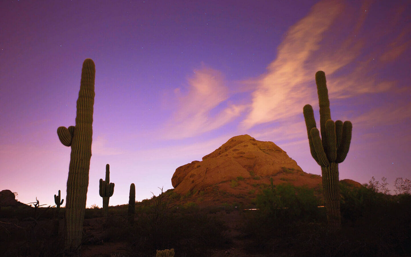cacti in desert at sunset with purple sky