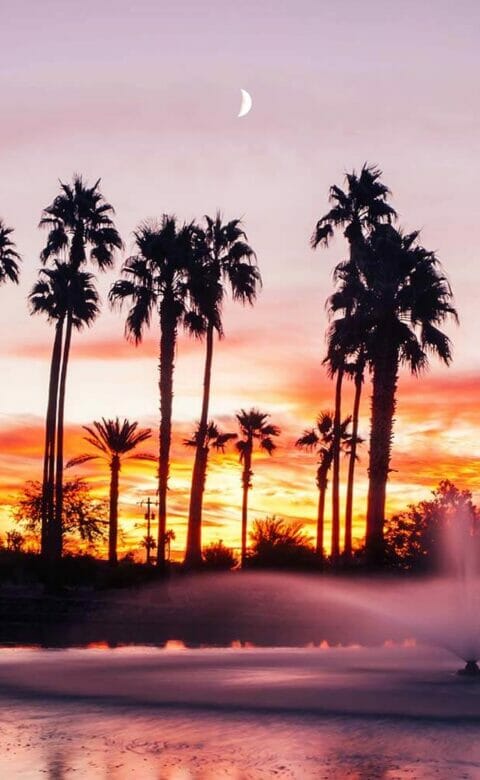 palm tree silhouettes at sunset with crescent moon in the sky