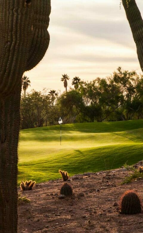 Desert Golf course green surrounded by cacti